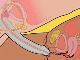 Orgasm Sex How To Insert Penis In Vagina